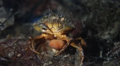 7 Teljesen igazi állat zombik